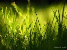 grass / ***
