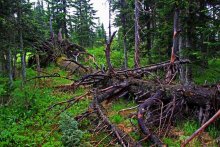 deadwood / ***