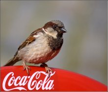 Where to dine sparrow? / ***