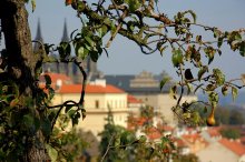 Portrait of a pear against the backdrop of the city / ***