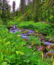 mountain stream / ***
