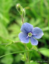 flower / ***