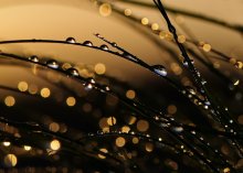 In the setting sun gently melting played a drop in the wind ... / ***