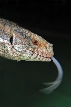 Sharp-tongued ... / .....