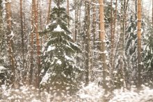 Winter / ***