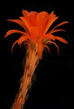 &quot;Palm ...&quot; / ***