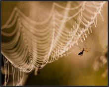 Bespannung Perlen aus Tau ... / ***