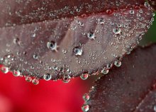 Mirror dew ... / ***