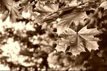 Restraint / ***