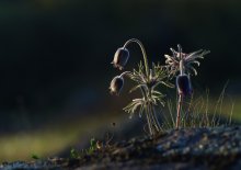 And on the stone, the flowers grow ... / ***