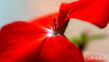 Red / ***