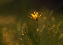 In der Sonne aalen ... / ***