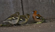 Mama und Babes / ***