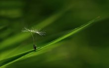... And in light dance me and you swallow, vagrant breeze, blowing from the hustle ... / ***