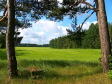 Between two pine trees / ***