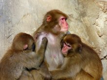 Family / Osaka Zoo