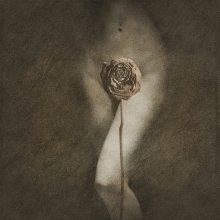Rose II / ***