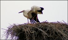 Storks / .....