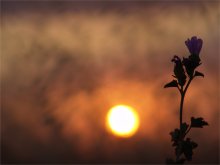 Dream Blume ... / ***