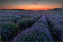 Lilavo field / .......