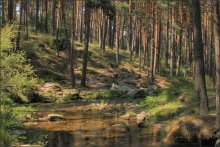Forest Brook / ***