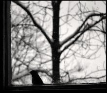 sparrow / -------------