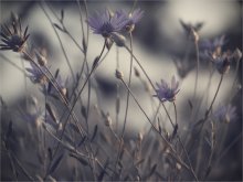 purple evening ... / .....