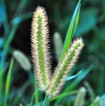 Panicle field / ***
