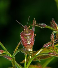 Bedbug defenders berry / Dolycoris baccarum