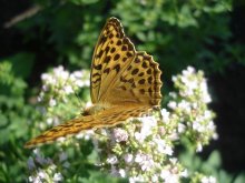 Butterfly / ,,,,,,,,,,,,,,,,,,,,