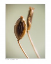 Duet. / ***