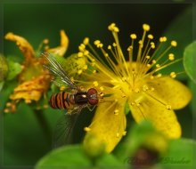 Schwebfliege / ***
