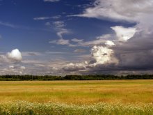 Our cornfields / ***