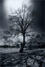 [ Wooden ] / ***