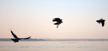 three stages of wing flapping crows ordinary / ***