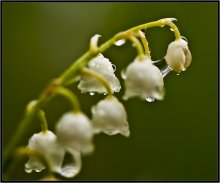 After the rain ... / ***