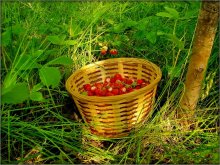 strawberries / ***