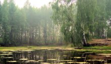Weeping birch .. / ******