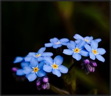 Vorschaubild 6 / ***