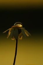 Camomile sketch ... / ***