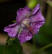 Pokapol regen und ging ... (4) / ***
