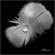 Nocturne for the pen and tears / ***