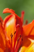 orange / ***