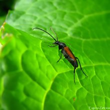 Sawyer beetle / ***