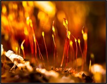 Macro Broadway ... / ***