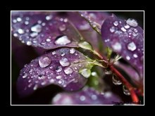 Berberitze / ......