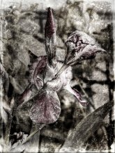 Iris / ***