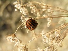 In the rays of the autumn sun / ***