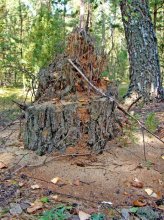 Stump / ***