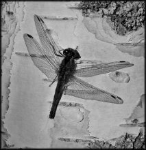 membranous wings ... / ***